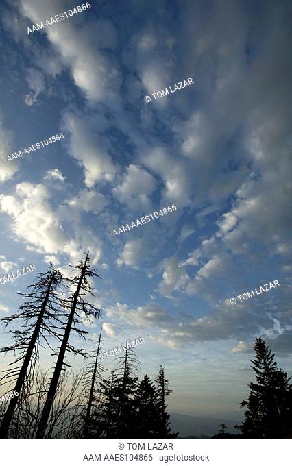 Smokey Mountains National Park; Tennessee; Clingmans Dome; Cumulus clouds in blue sky above silhouetted trees
