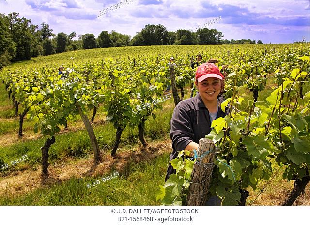 Work in the fields of the Domaine de Tariquet wines and armagnac estate, near Eauze, Gers, Midi-Pyrenees, France