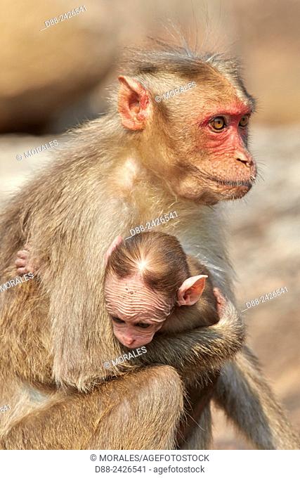Asia, India, Karnataka, Sandur Mountain Range, Bonnet macaque Macaca radiata, mother with baby