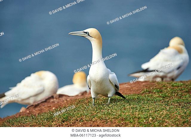 Gannets, Morus bassanus, at the side, meadow, sit, Heligoland