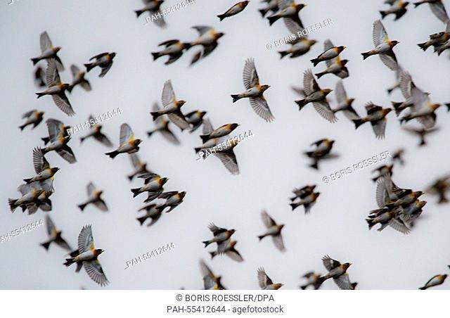 Countless Bramblings return to their resting trees near Haiger, Germany, 27 January 2015. According to ornithologists, clearly over a million of these migratory...