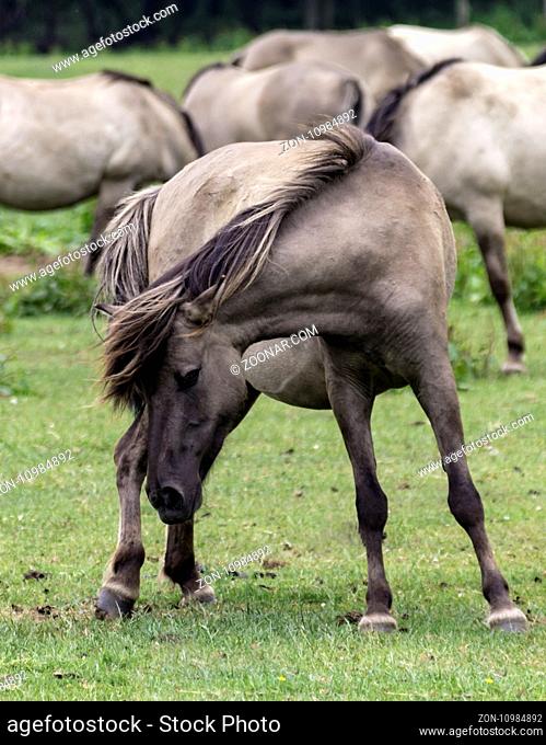 Wild leben die Dülmener Pferde bei Dülmen, im Naturschutzgebiet Merfelder Bruch, Nordrhein-Westfalen. Ein typisches Kennzeichen der Wildlinge ist der Aalstrich...