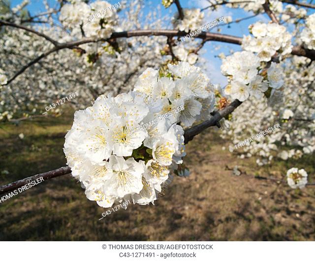 Cherry tree Prunus avium - Cultivated cherry trees also called wild cherry or sweet cherry in full blossom in the Valle del Jerte  The blossom takes place...