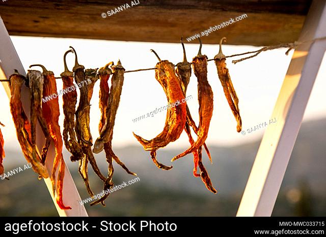 Chillies put to dry on a string. Turkey