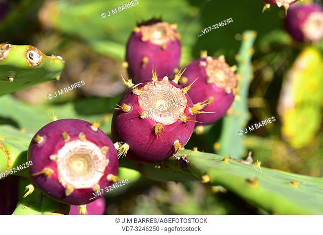 Erect prickly pear (Opuntia dillenii or Opuntia stricta) is a spiny and succulent plant native to America (North America