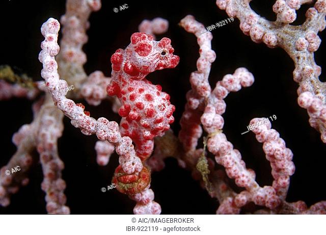 Pygmy Seahorse (Hippocampus bargibanti), Tulamben, Bali, Indonesia, Southeast Asia