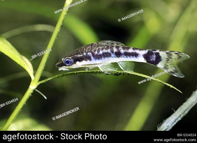 Dwarf Suckermouth (Otocinclus vittatus), Otocinclus Catfish