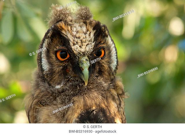 long-eared owl (Asio otus), squeaker, portait, Austria, Burgenland, Neusiedler See National Park