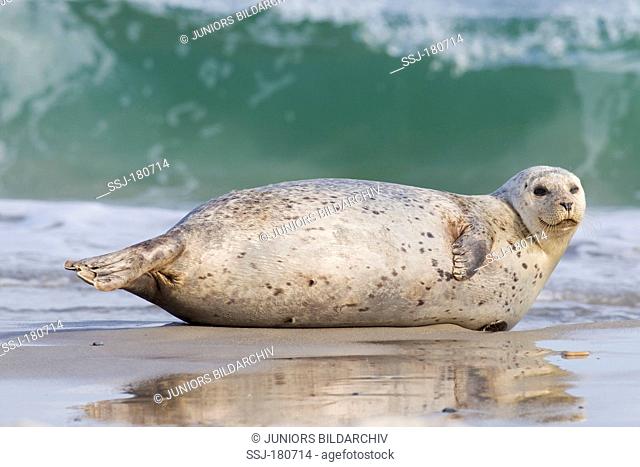 Common Seal, Harbour Seal (Phoca vitulina vitulina). Adult resting on a beach in front of the surf of the Duene, Helgoland, North Sea, Germany
