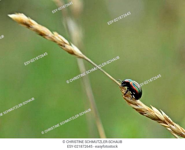 Regenbogen-Blattkäfer (Chrysolina cerealis) auf Grashalm