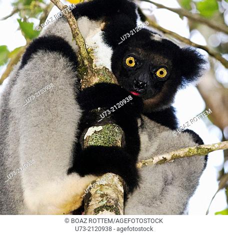 The Indri Indri is the largest Lemur in Madagascar. photo taken in Andasibe forest