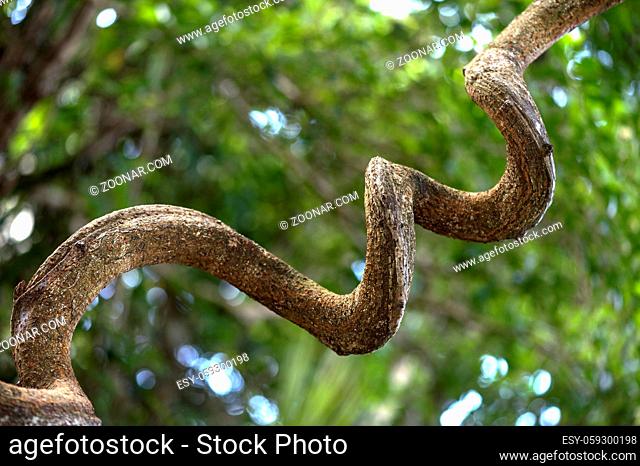 Gewundener verholzter Stamm des Afrikanischen Traumkrauts (Entada rheedei), Hülsenfrüchtler (Fabaceae), Ankanin Ny Nofy, Madagaskar / Twisted trunk of African...