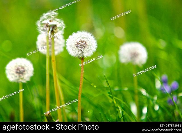 Close up, dandelion head's in a field
