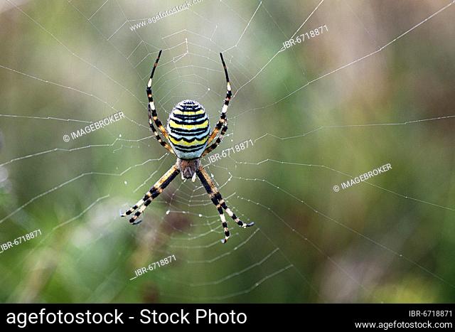 Wasp spider (Argiope bruennichi), North Rhine-Westphalia, Germany, Europe