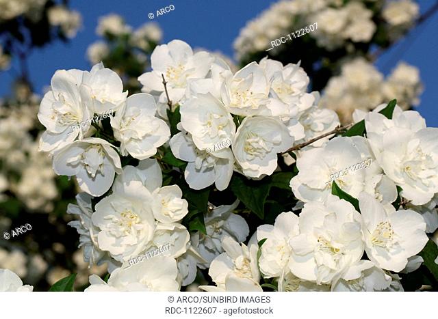 common jasmine (Jasminum officinale)