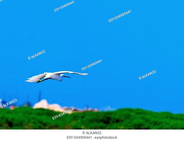white egret flying over the Mediterranean scrub