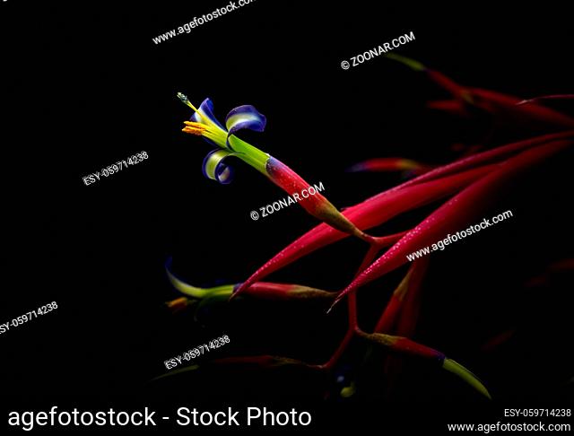Close-up of a bromeliad flower, Queen's Tears, on black background