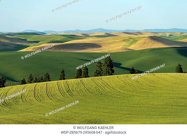 View of rolling hills with fields in Whitman County in the Palouse near Pullman, Washington State, USA