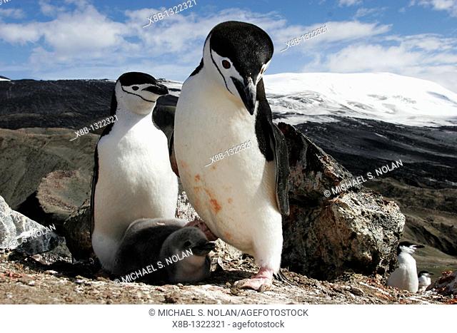 Chinstrap penguin Pygoscelis antarctica parents with chick high on the caldera rim on Deception Island, Antarctica