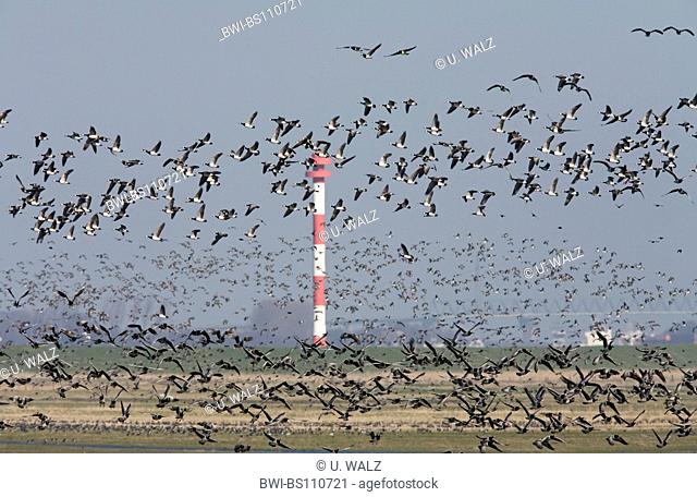 barnacle goose (Branta leucopsis), bird migration, Germany, Lower Saxony, Oberelbe