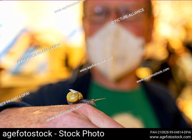 28 August 2021, Lower Saxony, Oldenburg: Rudi Oeverink presents his winning snail ""Speedy Gonzales"" at the award ceremony of the snail race in Oldenburg