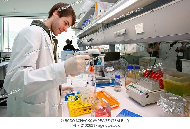 Doctoral student Simon Schwoerer isolates stem cells of mice in a laboratory at the Leibniz institute for research into aging Jena, Germany, 28 August 2013