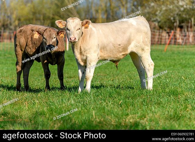 Calves in a pasture in spring in France