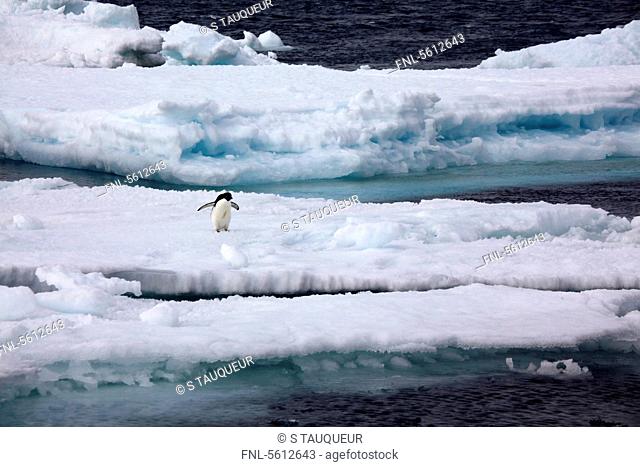 Adelie Penguin on pack ice, Paulet Island, Antarctica
