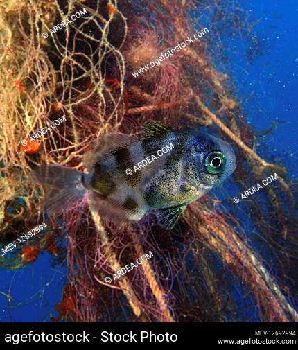 Young Freckled Driftfish, Psenes cyanophrys, hiding in the middle of ghost fishing nets and other plastic garbage floating on the ocean