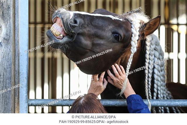 29 September 2019, Baden-Wuerttemberg, Gomadingen-Marbach: A visitor crawls a horse on his neck in the main and country stud Marbach, while this shows his teeth