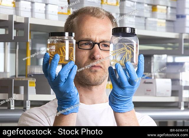 Prof. Dr. Florian Leese of the Aquatic Ecosystems Group with specimens of isopod spiders at the Faculty of Biology in the University of Duisburg-Essen (DUE)