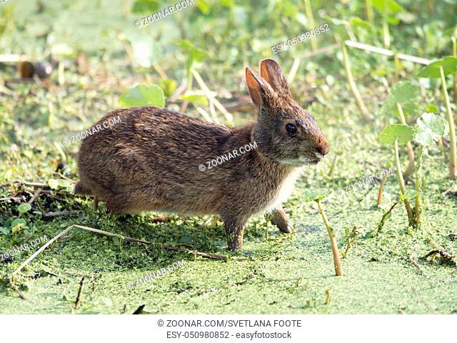 Marsh Rabbit feeds in Florida wetlands