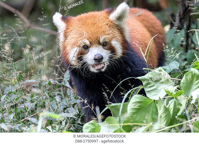 Asia, China, Sichuan, Research Base of Giant Panda Breeding or Chengdu Panda Base, Red Panda (Ailurus fulgens), captive, on the ground
