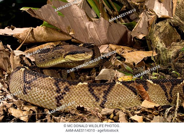 Central American Bushmaster, Lachesis stenophrys, Arenal Volcano area, Costa Rica, Central America, controlled situation
