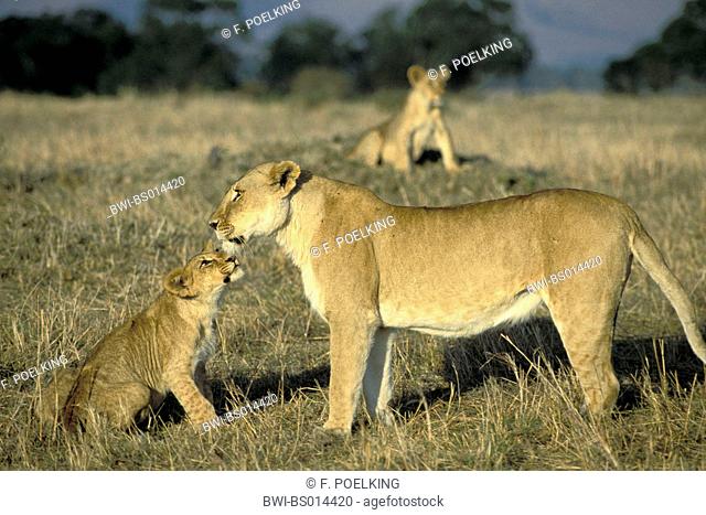 lion (Panthera leo), lioness with cub, Kenya, Masai Mara National Park