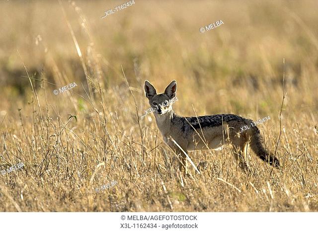 Canis mesomelas Black-backed jackal Ngorongoro conservation area Tanzania Africa