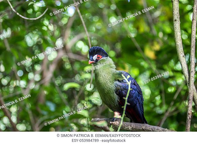 Purple-crested turaco close up in the forest in South Africa
