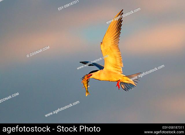 Common tern, sterna hirundo, flying in the air in springtime nature. Wild feathered animal holding a fish in beak in the sky