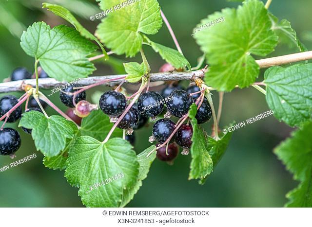 Blackcurrants (Ribes nigrum) growing on a vine , Bialystok, Poland