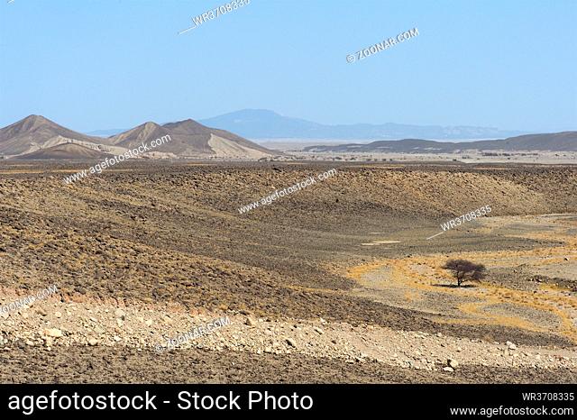 Aride Landschaft mit Baum unter dem Meeresspiegel, Danakil Depression, Afar Region, Äthiopien / Arid landscape with tree located below sea level in der Danakil...