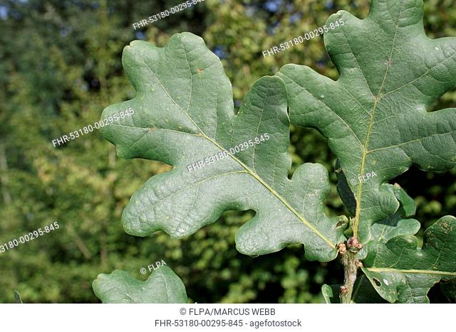 Common Oak (Quercus robur) close-up of leaves, growing in woodland, Vicarage Plantation, Mendlesham, Suffolk, England, July