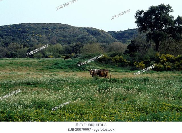 Cattle grazing in flower filled meadow