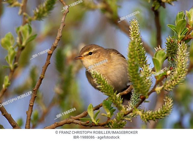 Willow Warbler (Phylloscopus trochilus), Texel, The Netherlands, Europe