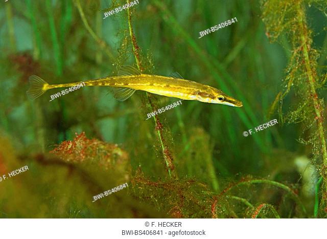 fifteen-spined stickleback (Spinachia spinachia), swimming