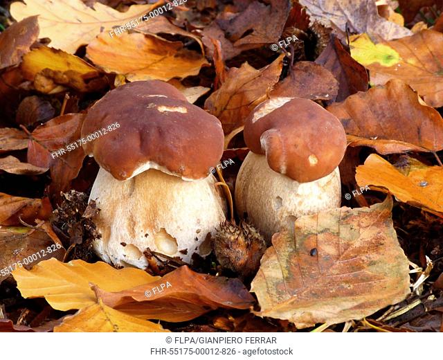 Cep Boletus edulis fruiting bodies, growing amongst Common Beech Fagus sylvatica leaf litter, Leicestershire, England, october