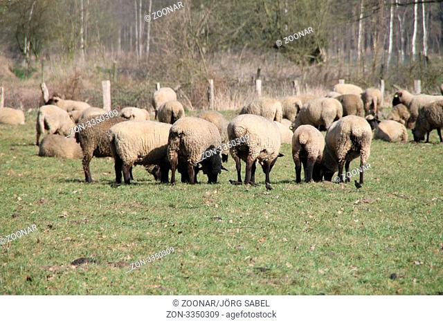 Schafe auf einer Wiese beim grasen
