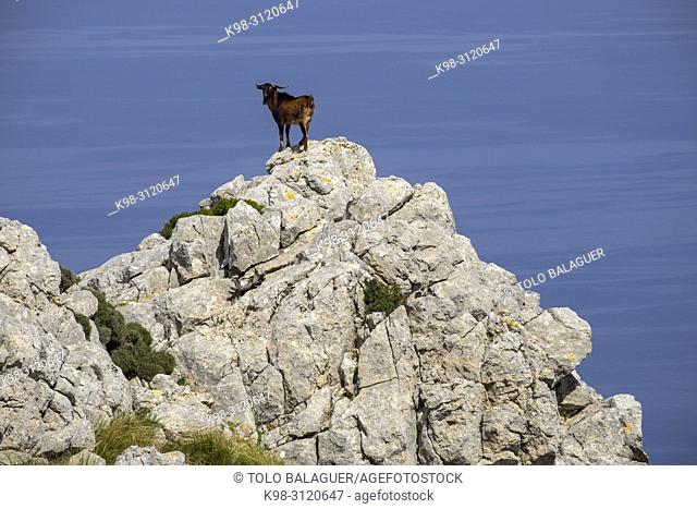 cabra cimarrona frente al mar, Puig de Galatzó, 1. 027 m, Paraje natural de la Serra de Tramuntana, Mallorca, balearic islands, Spain