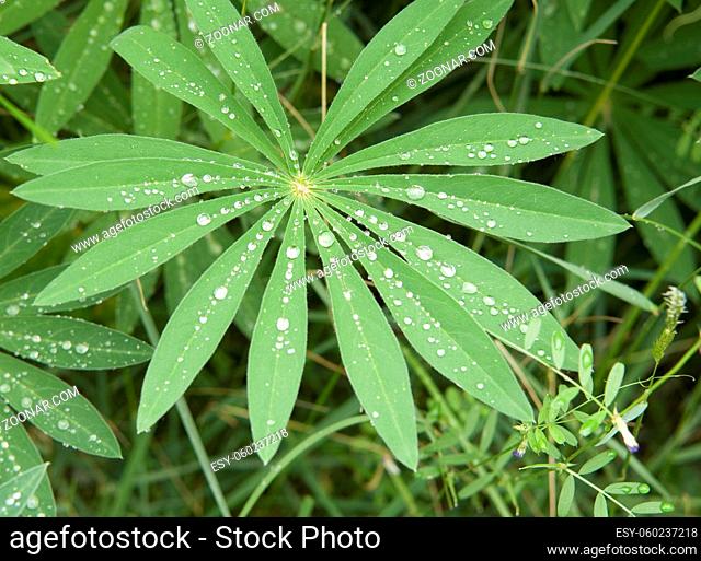 Lupine Lupinus leaf, Cowichan Valley, Vancouver Island, British Columbia, Canada