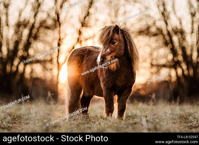 Shetland Pony at sundown