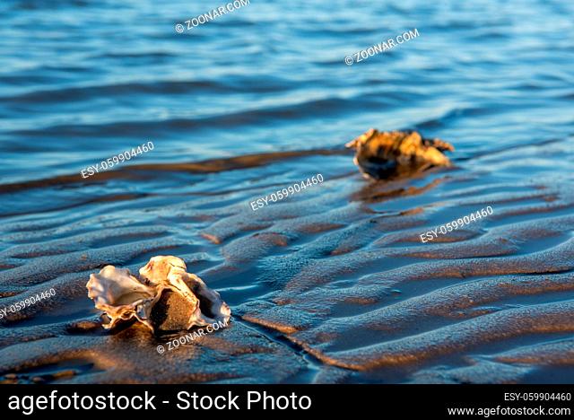 Austernmuscheln am Ufer des Wattenmeer